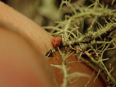 Biatoropsis usnearum