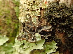 Pseudocyphellaria intricata
