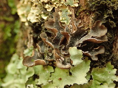Pseudocyphellaria intricata