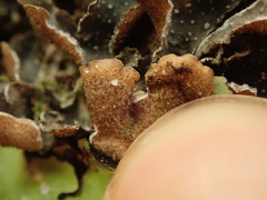 Pseudocyphellaria intricata