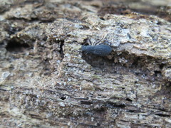 Polypleurus perforatus