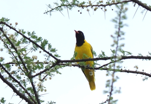 Black-headed Oriole