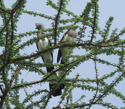 White-bellied Go-away-bird