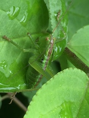 Tettigonia orientalis