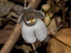 Didymoplexis pallens