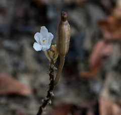 Didymoplexis pallens