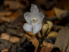 Didymoplexis pallens