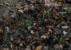 Didymoplexis pallens