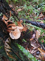 Armillaria novae-zelandiae