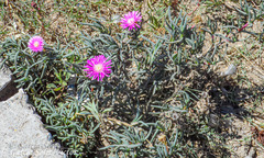 Lampranthus lavisii