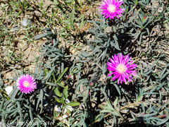 Lampranthus lavisii