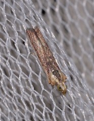 Cathyalia pallicostalis