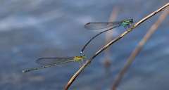 Pseudagrion indicum