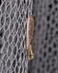 Cathyalia pallicostalis