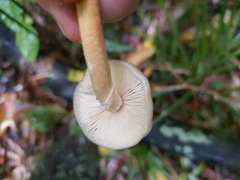 Armillaria novae-zelandiae