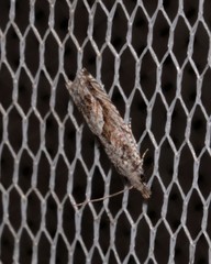 Holocola thalassinana