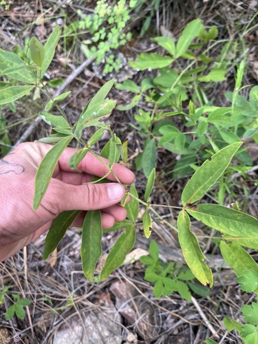 Thermopsis montana observed 2026-08-02