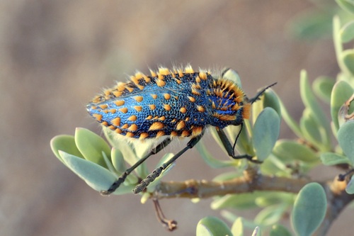 標本 RSA Julodis viridipes 27mm Julodis viridipes · iNaturalist