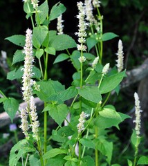 Agastache scrophulariifolia
