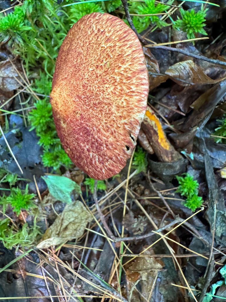 Painted Suillus · August 2026 · photo: Photo: no rights reserved · iNaturalist