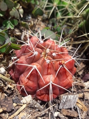 Gymnocalycium