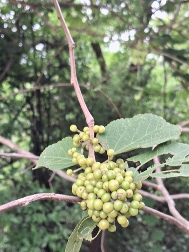 Grewia tiliifolia, photograph 5
