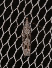 Holocola thalassinana