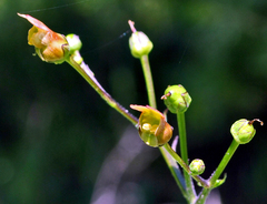 Scrophularia lanceolata