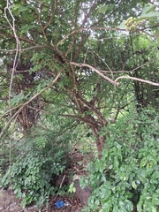 Grewia tiliifolia, photograph (c) Vikas D Prasad, some rights reserved (CC BY-SA)