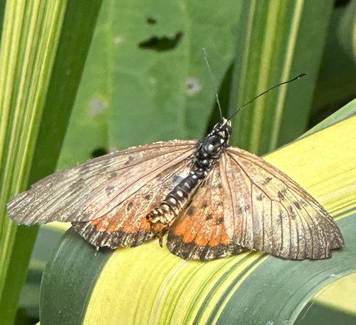 Elegant Acraea