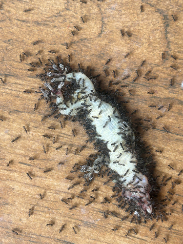 Longhorn Crazy Ant