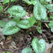 Largeflower Heartleaf - Photo Masebrock, no known copyright restrictions (public domain)