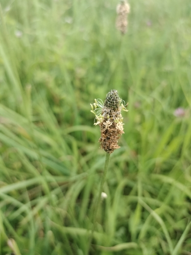 ribwort plantain