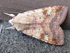 Diarsia canescens