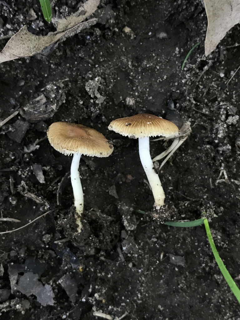 Inocybe communis · August 2026 · photo: Photo: (c) Matthew Rozanoff, some rights reserved (CC BY) · iNaturalist
