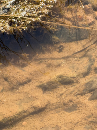 Sunburst Diving Beetle