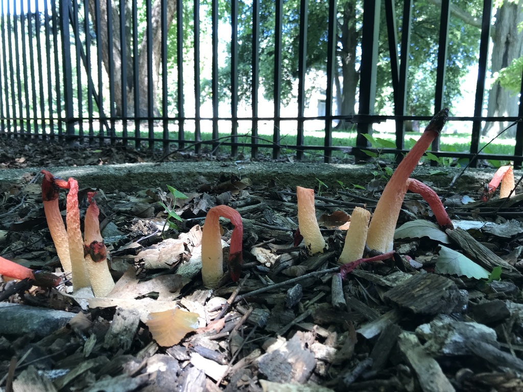 Wrinkly Stinkhorn · August 2026 · photo: Photo: (c) Matthew Rozanoff, some rights reserved (CC BY) · iNaturalist