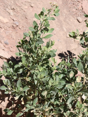 Tessaria absinthioides, photograph 3