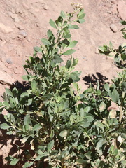 Tessaria absinthioides, photograph (c) Rodrigo Castillo Tapia, some rights reserved (CC BY)