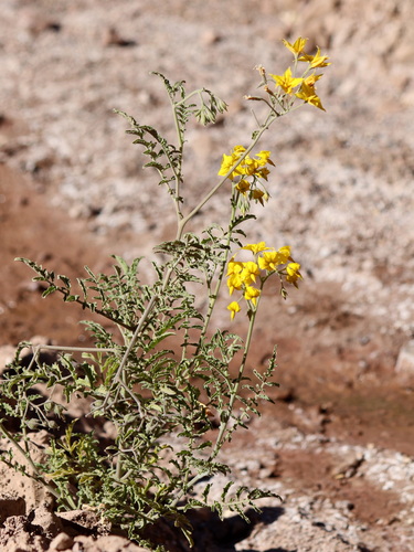 Solanum chilense