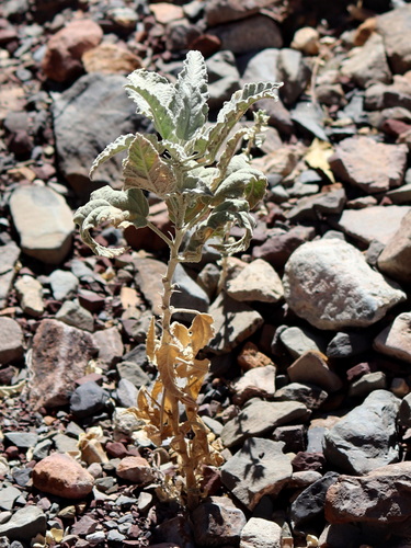 Tarasa operculata
