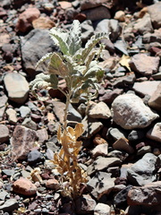 Tarasa operculata