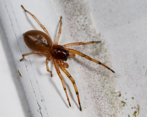 Broad-faced Sac Spider