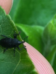 Nespilobaris nipponica