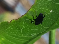 Nespilobaris nipponica