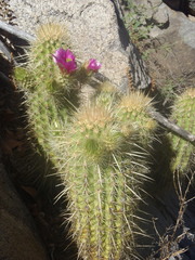 Echinocereus ledingii