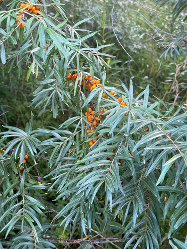Наблюдение на iNaturalist