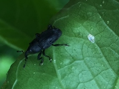 Nespilobaris nipponica