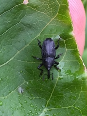 Nespilobaris nipponica