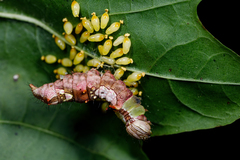 Eulophus